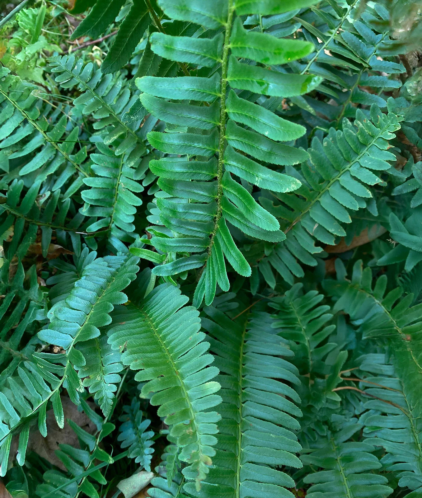 Christmas Fern - 3 root divisions gallery