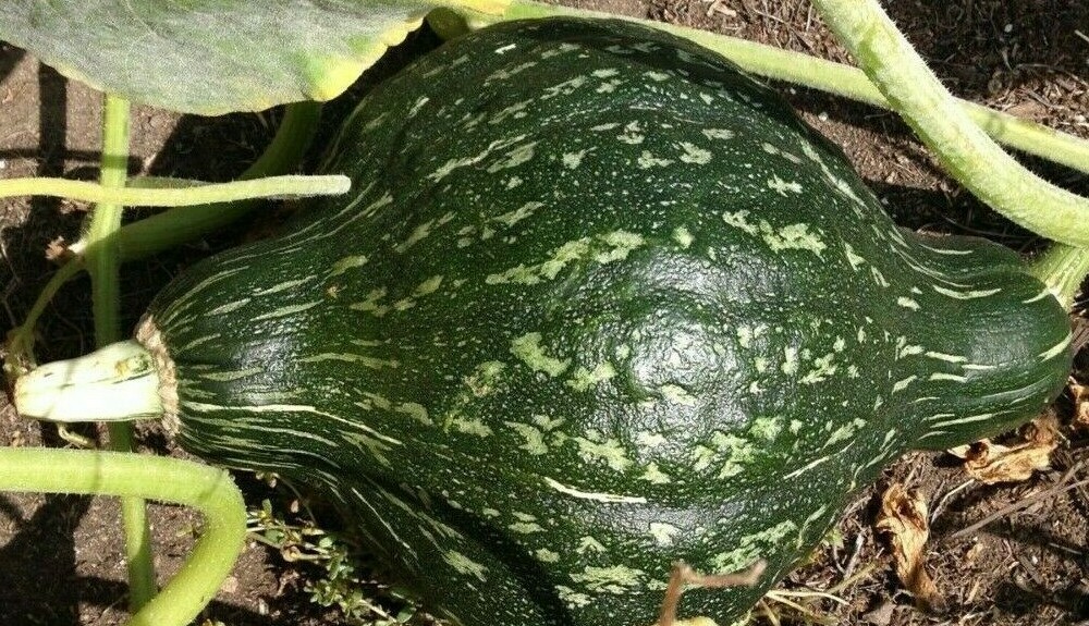 GREEN HUBBARD WINTER SQUASH SEEDS 15+ Vegetables GARDEN healthy FREE SHIPPING gallery