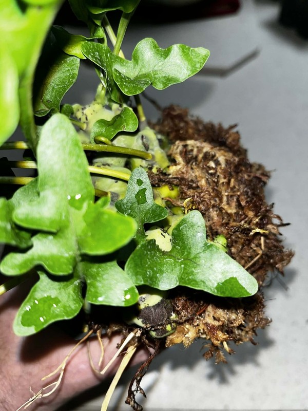 Lecanopteris luzonensus 4 inch pot Fully Rooted Rare gallery