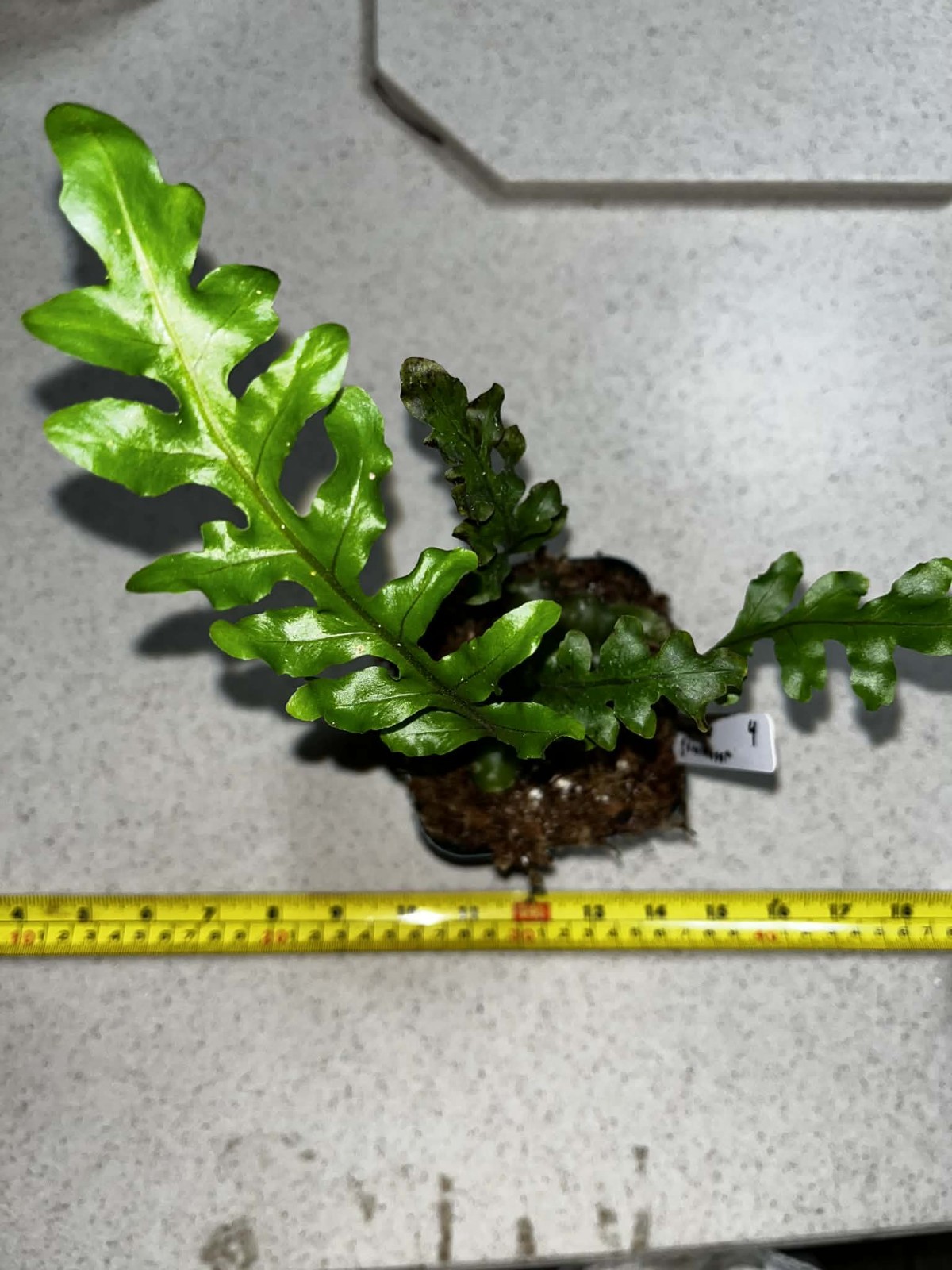 Lecanopteris gominator 4 inch pot Fully Rooted Rare gallery