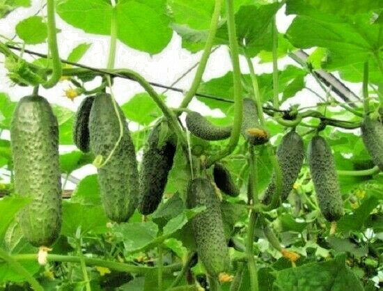 Seeds Cucumber Vegetable Nezhinsky 12 Organic Heirloom NON-GMO Ukraine gallery