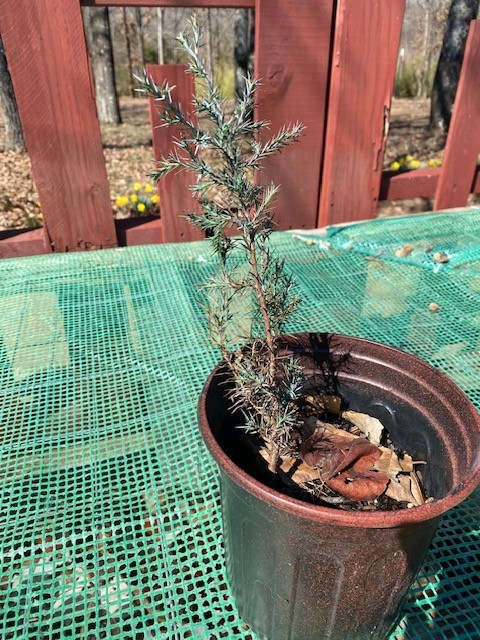 Eastern Cedar Trees, Resistant to extreme drought,heat & cold, multiple soils gallery