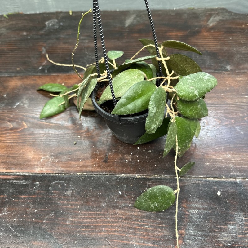 Uncommon Hoya Caudata ‘Sumatra’ - Exact Plant - 4” Hanging Pot -w-B gallery