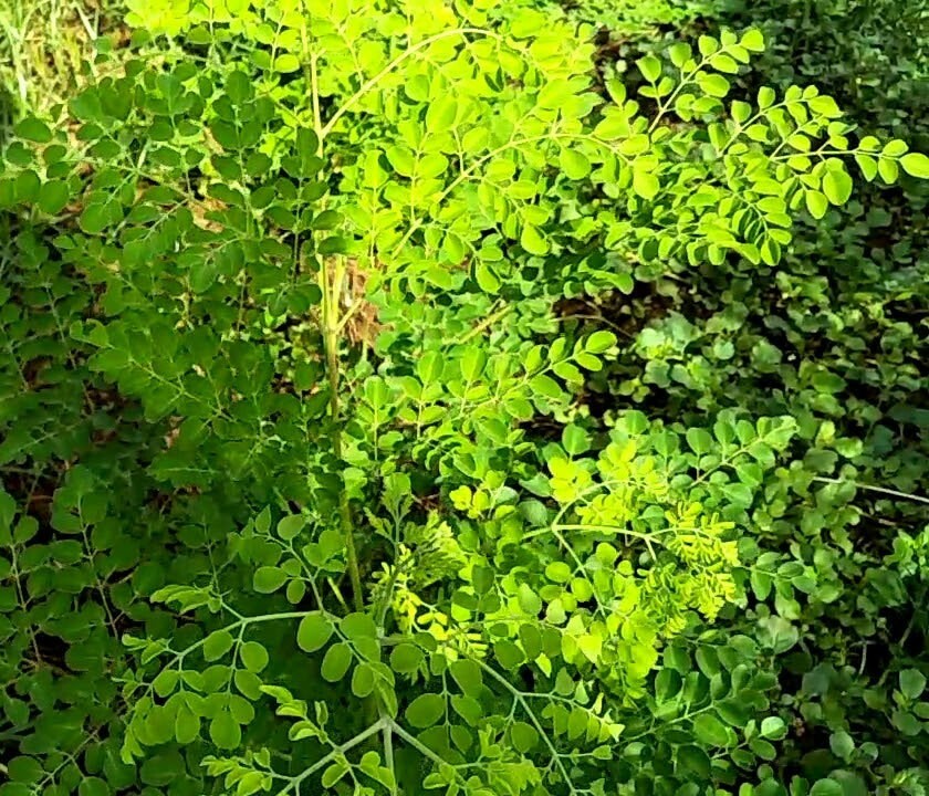 Moringa oleifera PKM2 | 5_Seeds gallery