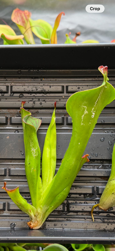 Heliamphora macdonaldae gallery