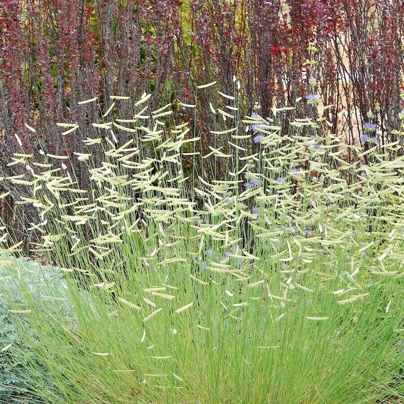 1001+BLUE GRAMA Seeds Native Prairie Grass Drought Poor Soils Low Maintenace gallery