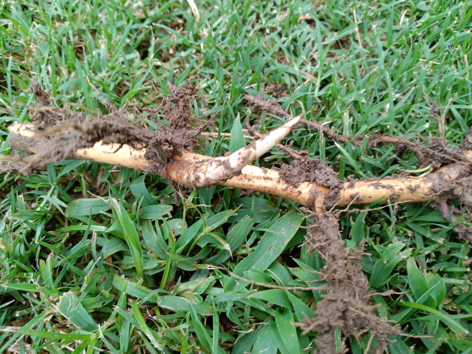 Fall Special MOSO Live Bamboo Root 6pc per order, 5 inches or longer each. gallery