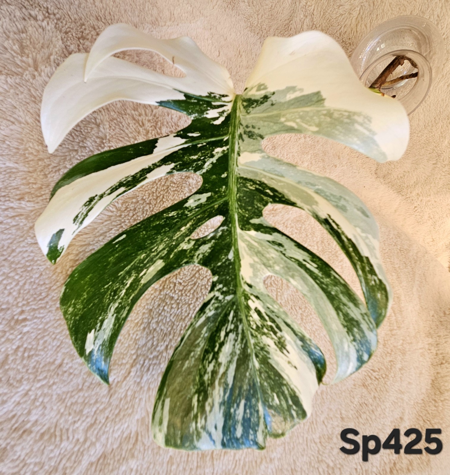 Highly Variegated Monstera Albo Splash Cutting gallery