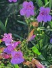 Penstemon azureus | Azure Penstemon | 10 Seeds gallery