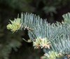 5 Apache White Fir Bare Root Trees - 12-18" Tall - 2 Year Old - Zones 4-8 gallery