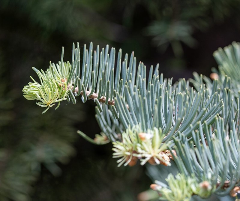 5 Apache White Fir Bare Root Trees - 12-18" Tall - 2 Year Old - Zones 4-8 gallery