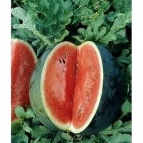 Watermelon Florida Giant Heirloom Garden Vegetable By Seed Kingdom 100 Seeds gallery