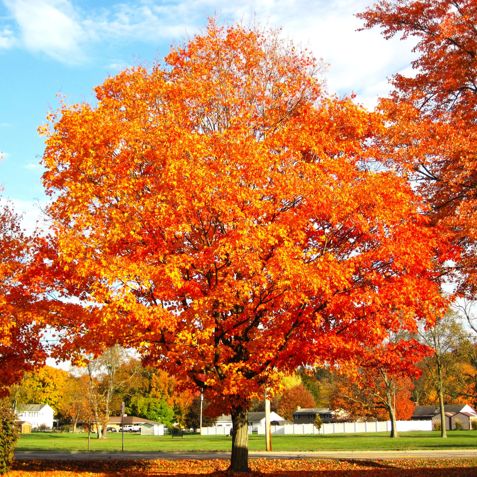 Sugar Maple Tree Seeds - For 2026 Planting Acer Saccharum Sweet Syrup Canadian gallery
