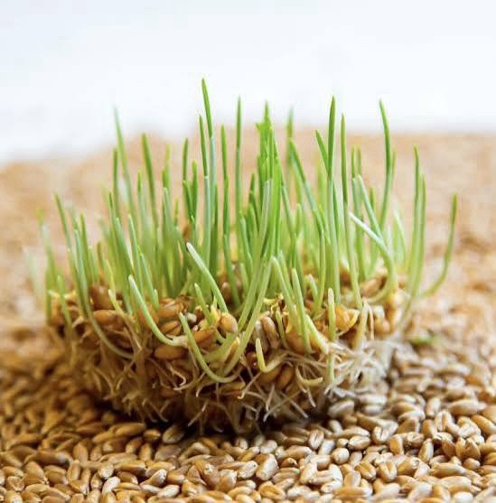 Recleaned Wheat Seeds 10LB For Sprouting & Bird Feed Great For Chicken gallery