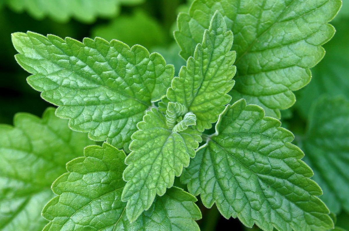 Catnip Seeds, Catmint Herb, Tracked Shipping, Nepeta catarian, Cat Lover gallery