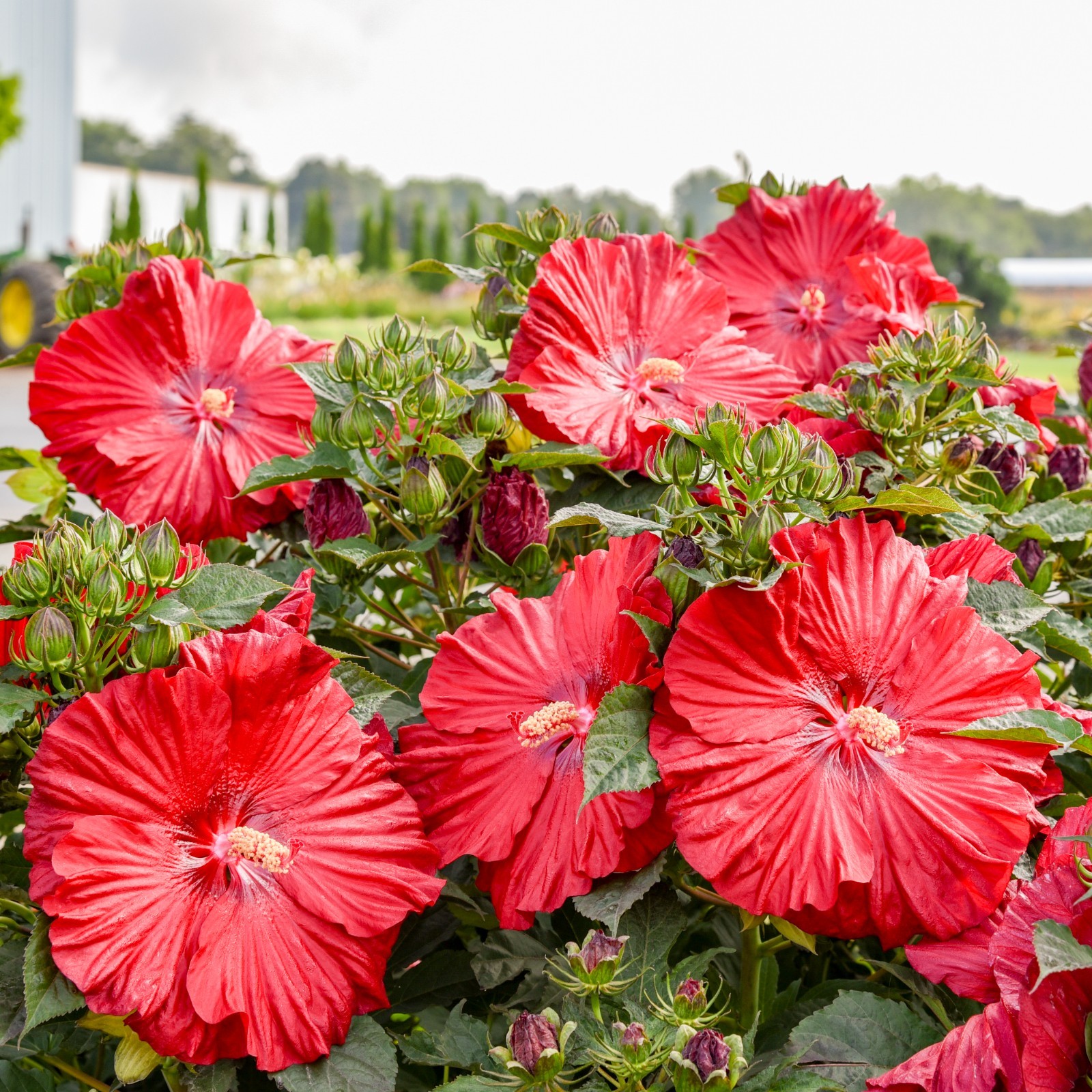 bush hibiscus GARNET GLOBES new flower hardy 2.5" pot = 1 Live Potted Plant gallery