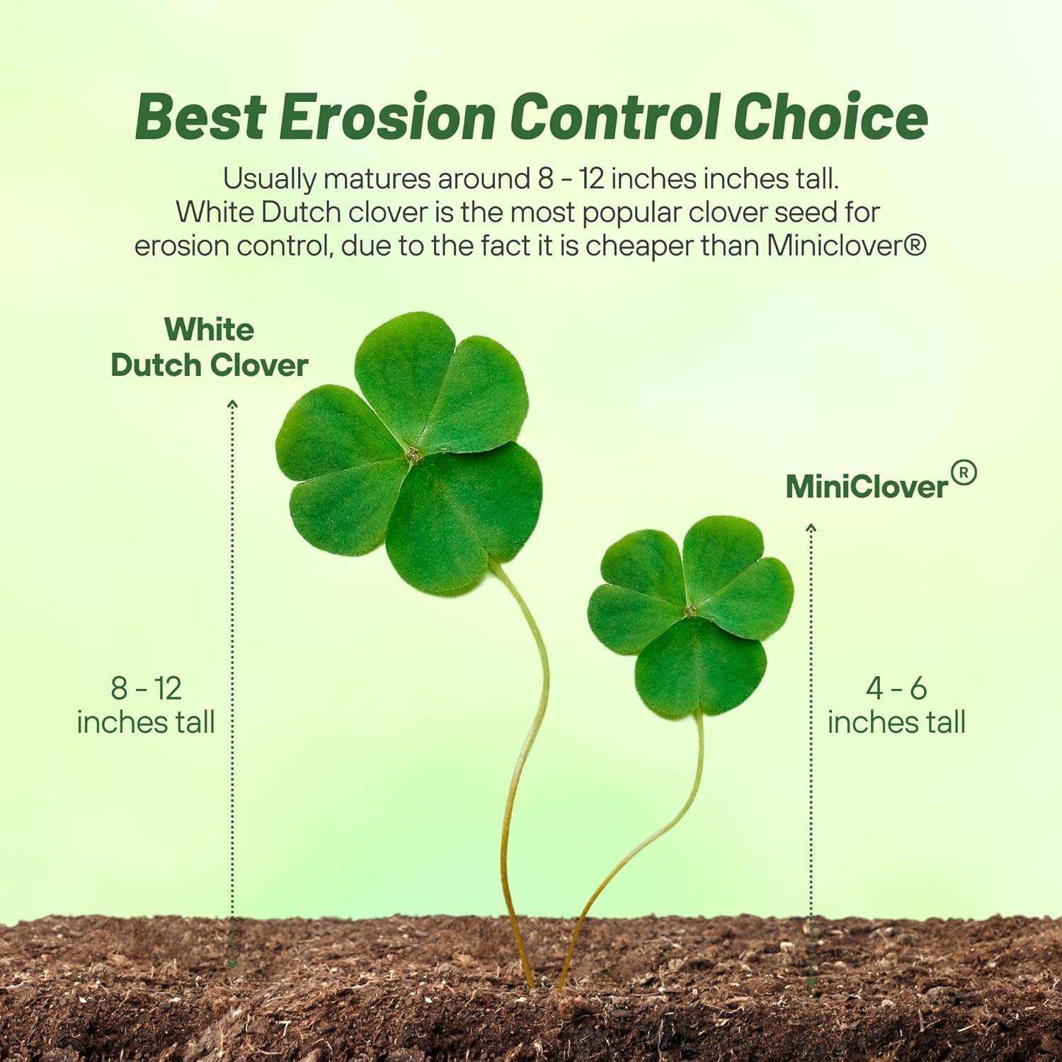 10 LBS - Inoculated White Dutch Clover Seeds For Planting, Lawns, gallery