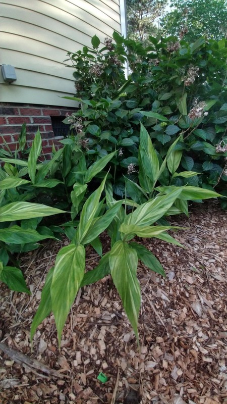 Zingiber Mioga 'Silver Arrow' (Variegated)/Variegated Ginger gallery
