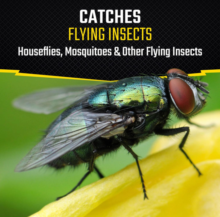 Black Flag Fly Paper, Insect Trap, Catches All Flying Insects 4 Traps gallery