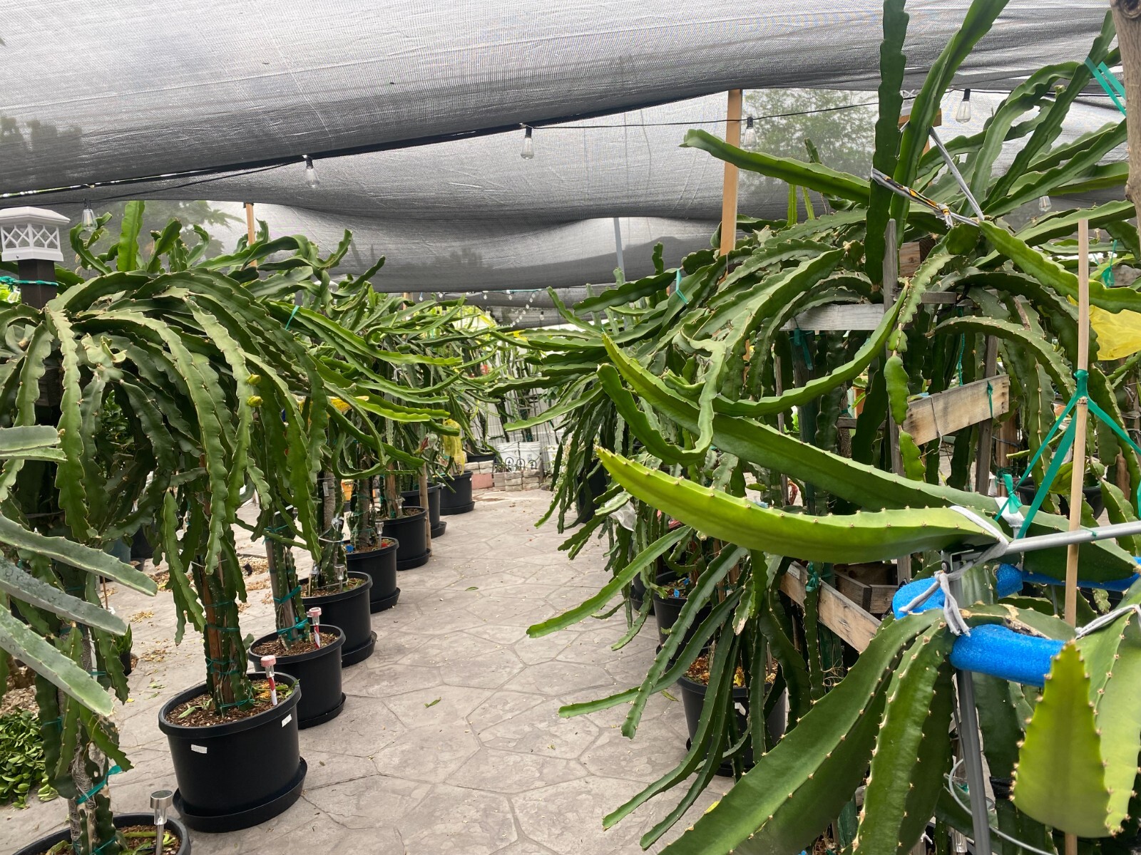 DRAGON FRUIT CUTTINGS - MULTIPLE VARIETIES - 13" - 17” Hi gallery