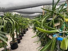DRAGON FRUIT CUTTINGS – MULTIPLE VARIETIES – 8″ – 12: SIZE