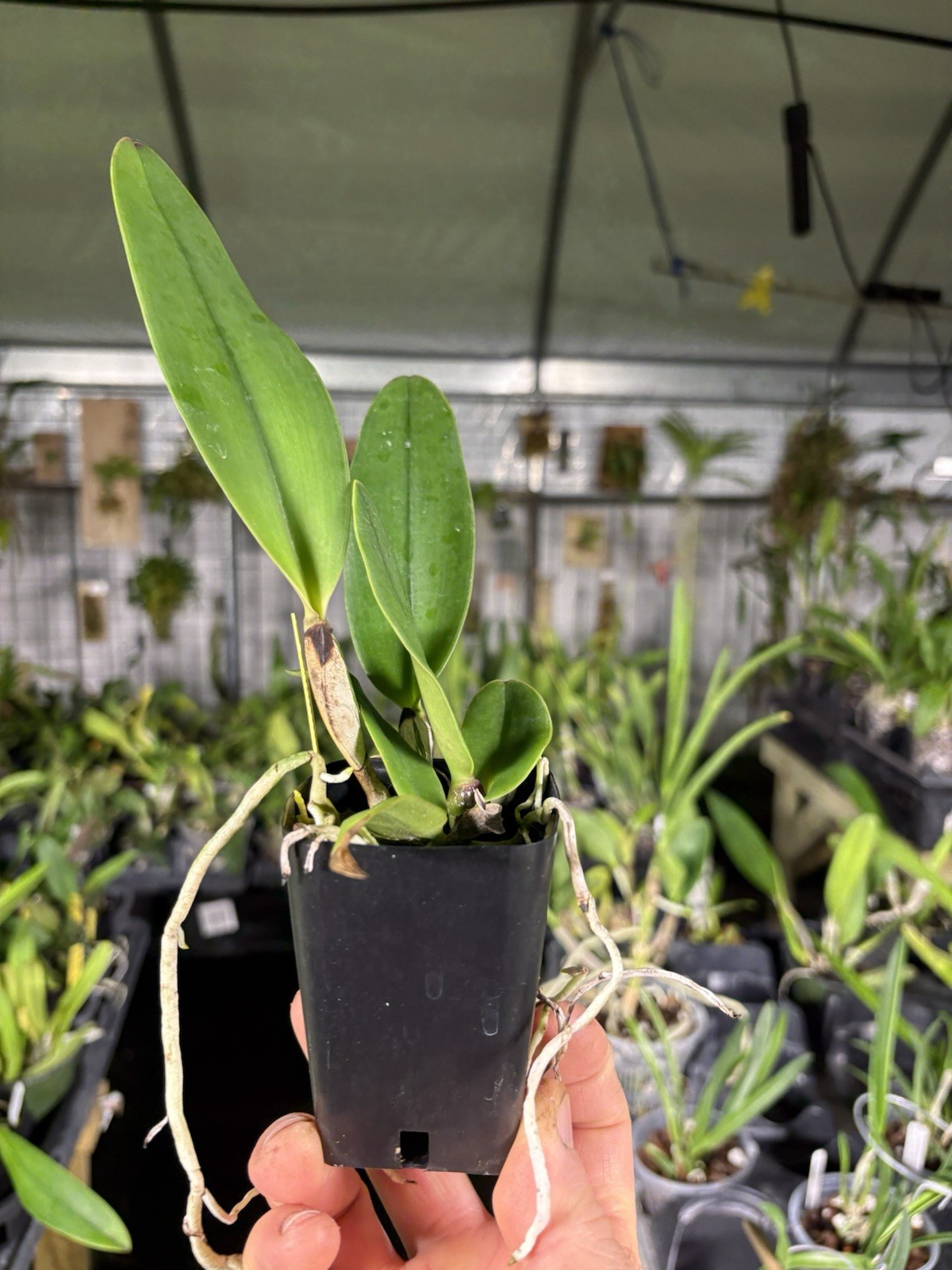 Cattleya rex - Rare Offering - Orchid Species gallery