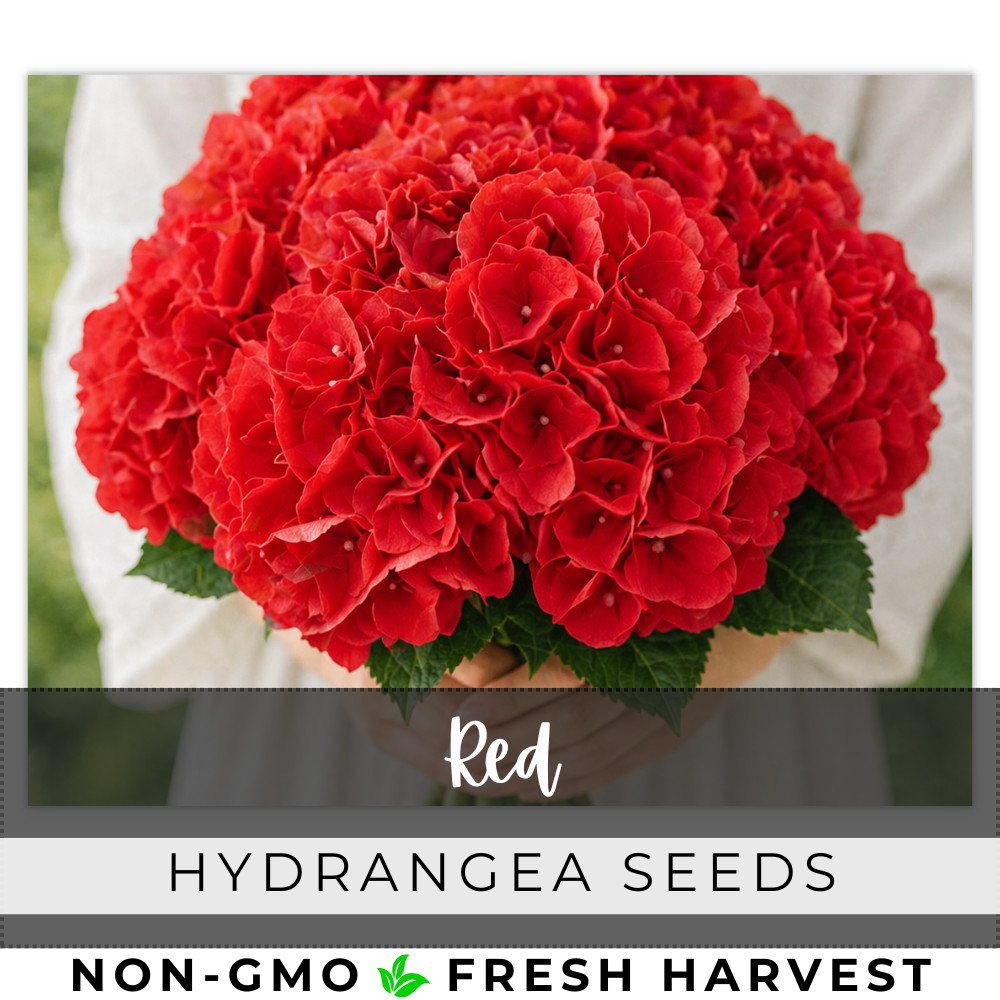 Red Hydrangea Seeds 150 Seeds Flower, Flower Seeds, Non GMO gallery