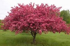 Flowering Crabapple tree! Big spring bloomer Fast growing! 10 unrooted cuttings