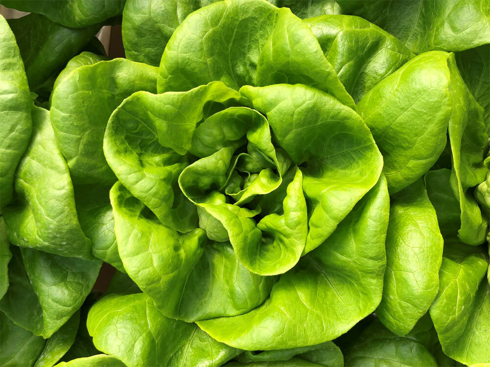 Lettuce Seeds 600+ Bibb Butterhead Vegetable NON-GMO USA SELLER FREE SHIPPING gallery