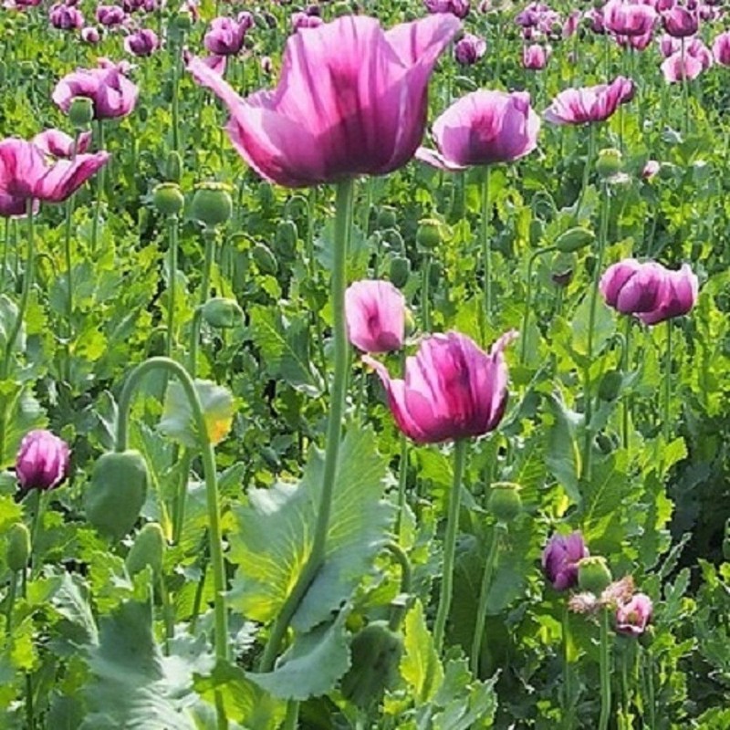 10,000 Authentic Untreated Imported Hungarian Papever Somniferum Poppy Seeds gallery