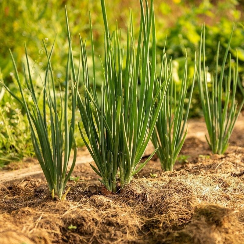Green Onion Seeds - Bunching - Tokyo Long White - Heirlooms - 2.grams gallery