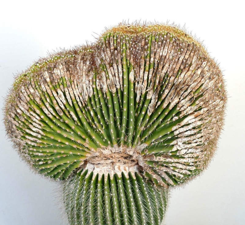 Carnegiea polylopha SAGUARO CRESTED 83x35cm - NO COPIAPOA CINEREA gallery
