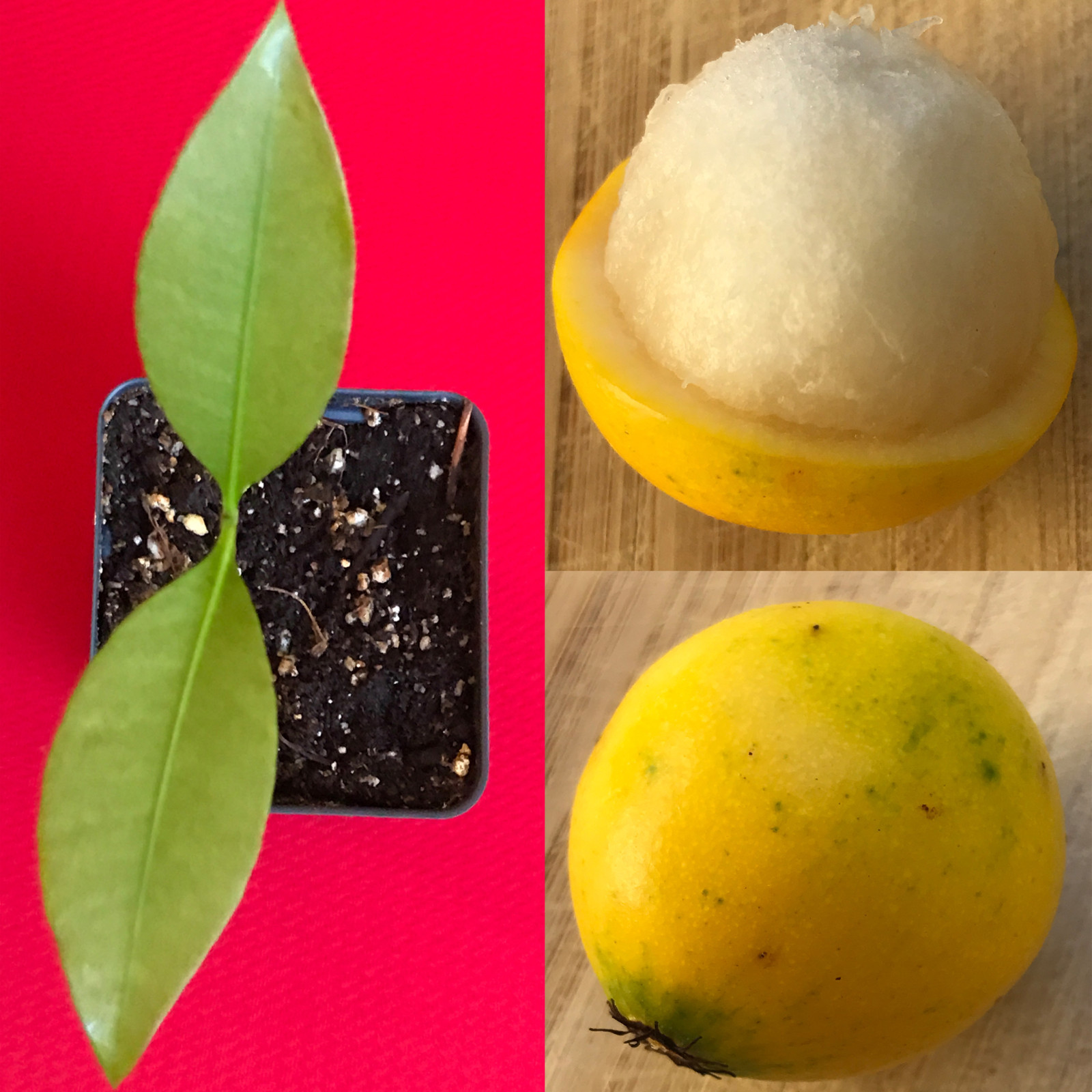 Lemon Drop Mangosteen Garcinia Intermedia Yellow Tropical Fruit Tree Plant gallery