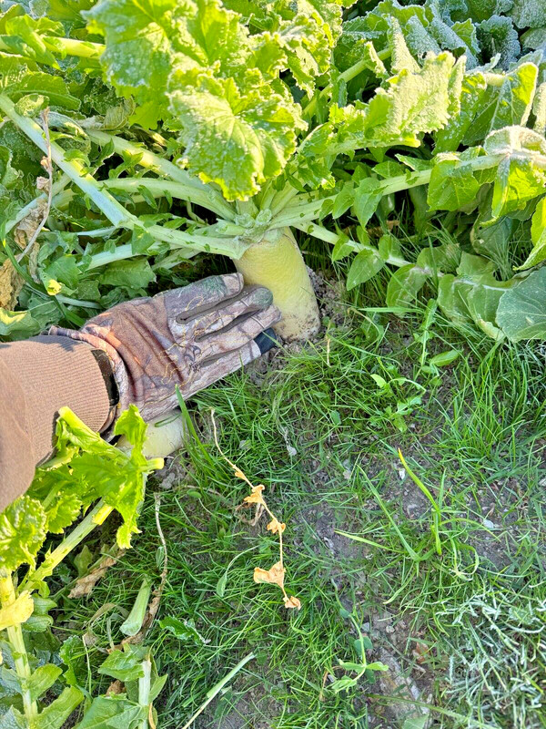 Deer Food Plot Mix - Rut Greens Deer Food Plot Mix 1/2 Acre gallery