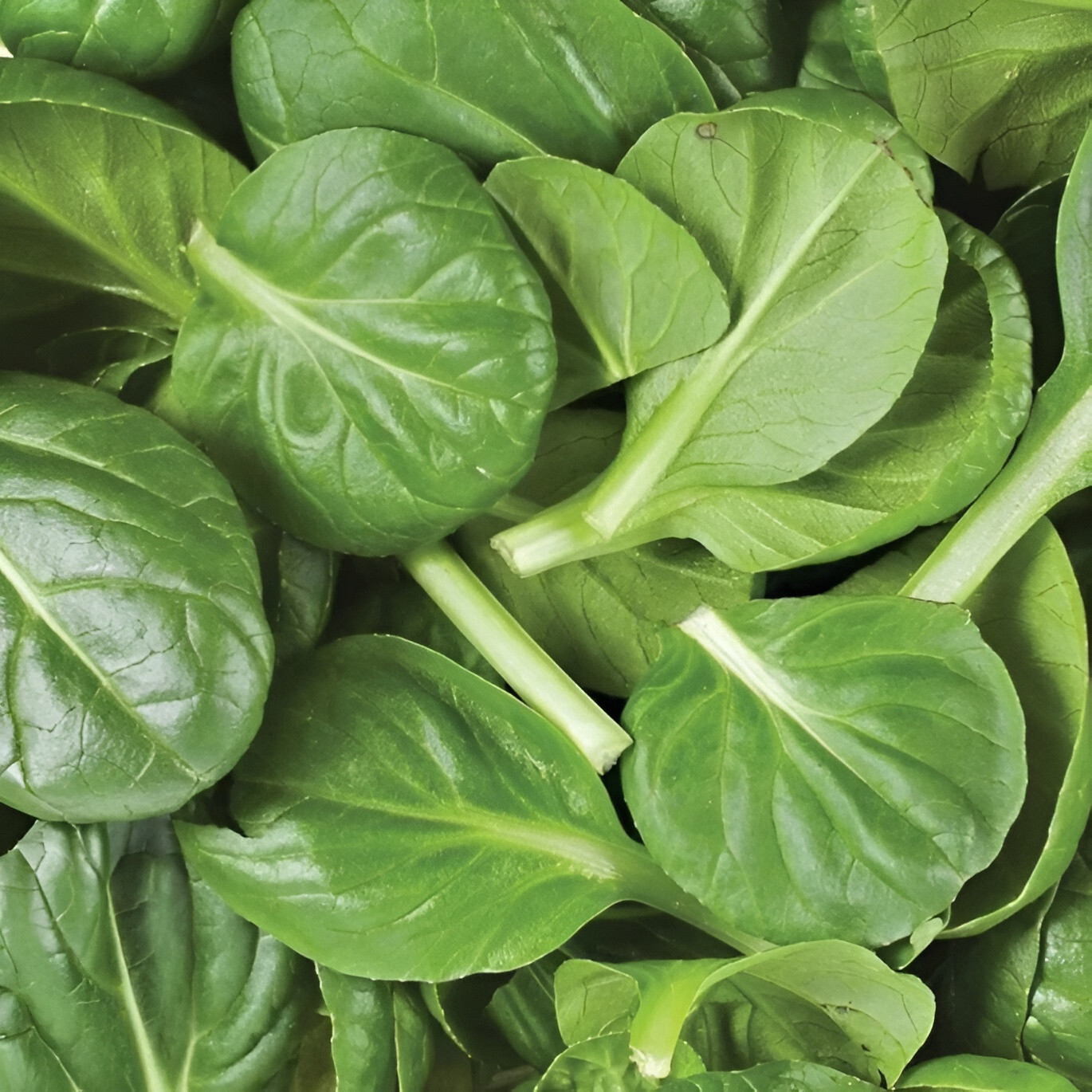 150 Heirloom American Spinach Seeds Fast Growing, Non-GMO, Home Garden Favorite gallery