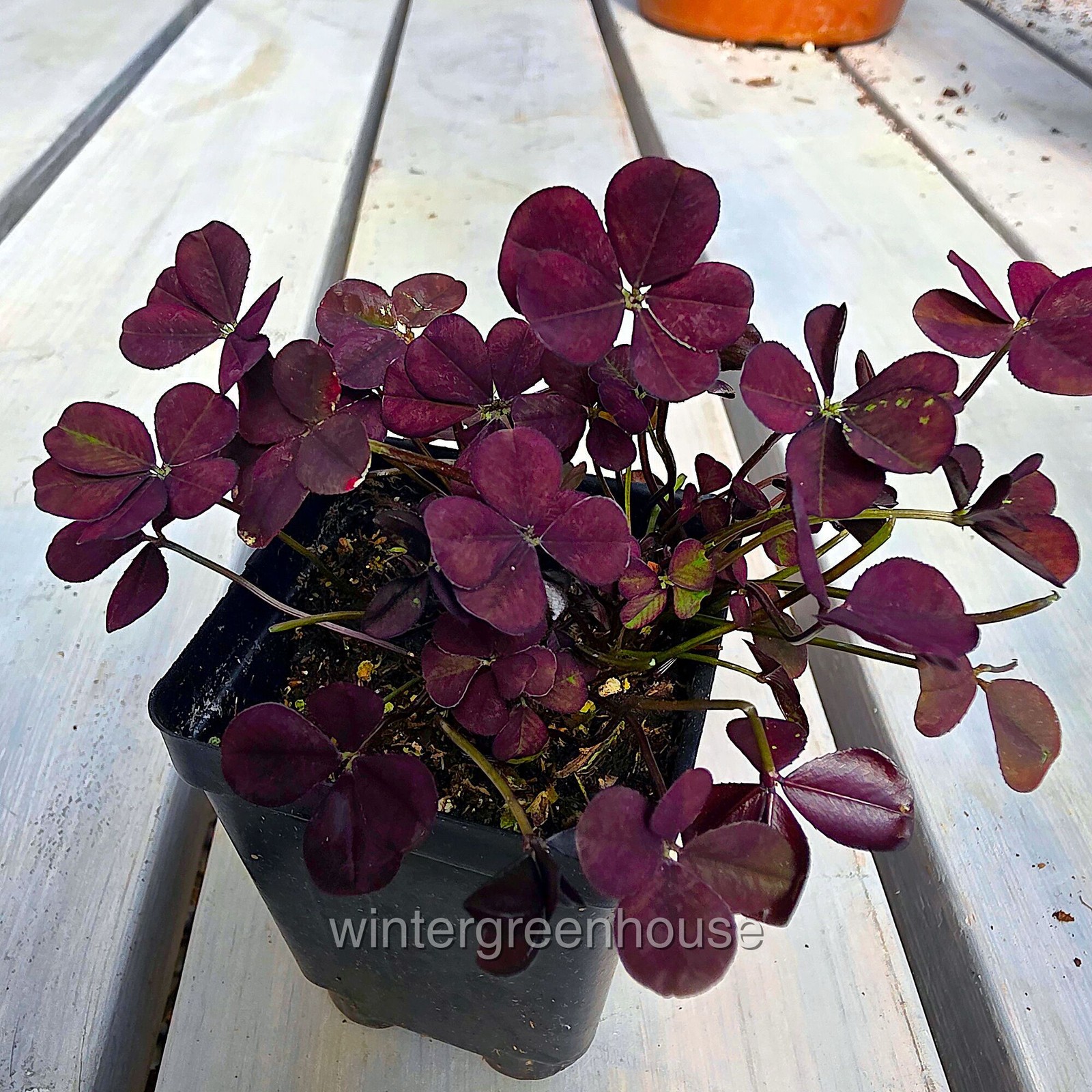 Trifolium Lucky Clover, Coco Mint, Shamrock Clover gallery