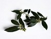 Sweet Bay laurel Tree {Laurus nobilis} 2026 Harvest Pre-Stratified 8 seeds gallery