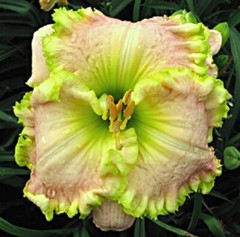 Apple spring Daylilies 2 fans Return and multiply yearly World’s Finest