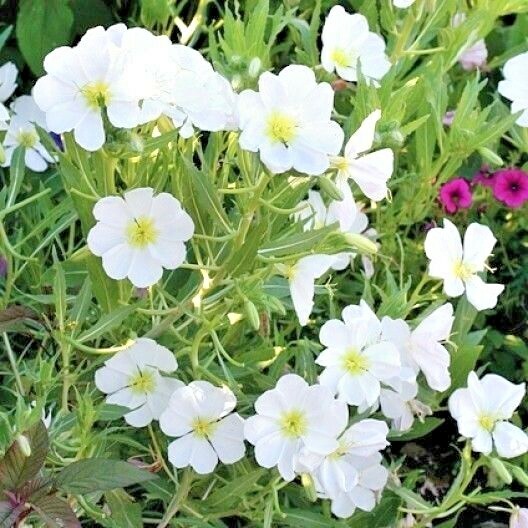 301+Pale EVENING PRIMROSE Flower Seeds Drought Heat Cold Groundcover Wildflower gallery