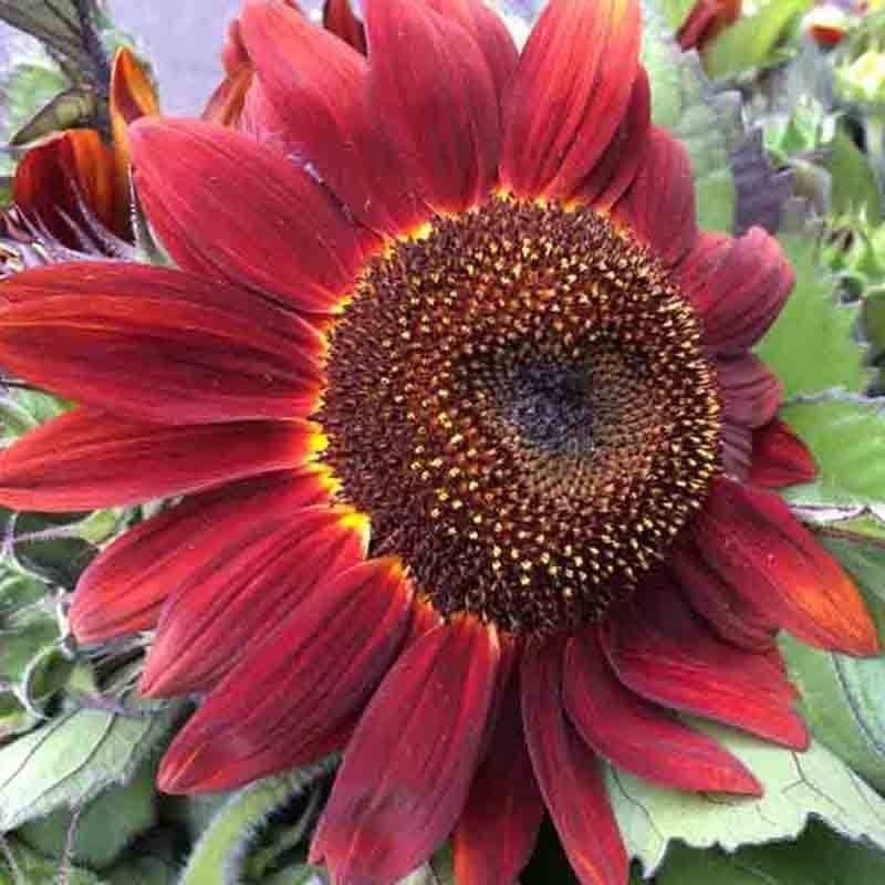 75+ RED SUN RARE SUNFLOWER SEEDS FLOWERS BEAUTIFUL TALL CUT NON-GMO HEIRLOOM USA gallery