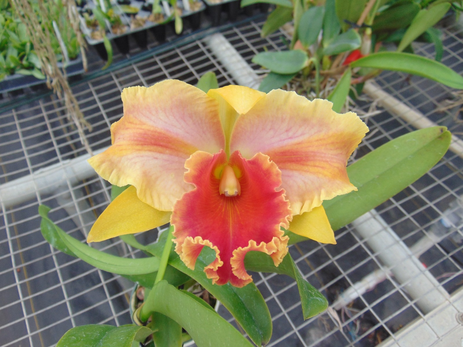 Blc. Amazing Thailand 'Red Star' Bloom size 6" pot LARGE PLANT gallery