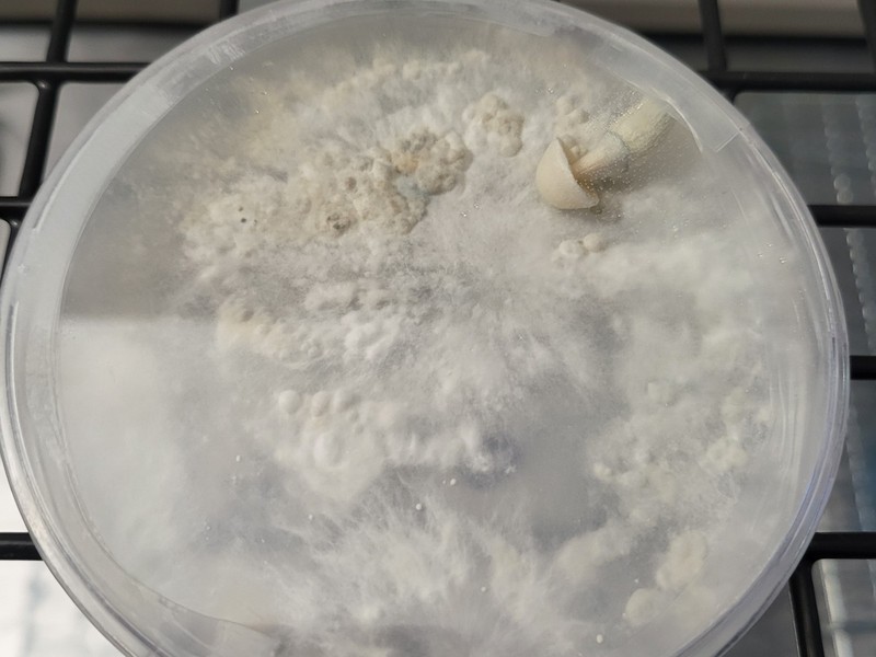 Light Malt Extract Agar Pre-Mix Mushroom media | 40 grams per pouch gallery