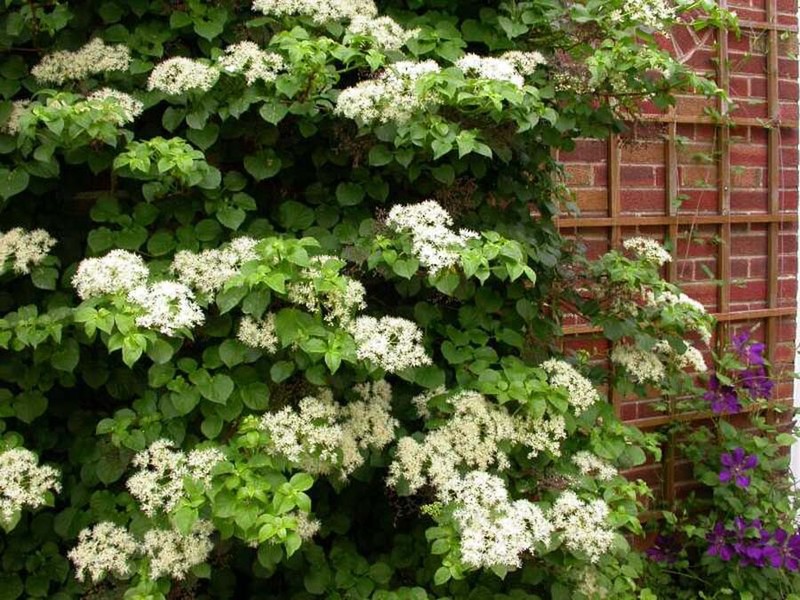 Climbing Hydrangea, Hydrangea anomala petiolaris, Vine Seeds, (Showy, Fragrant) gallery