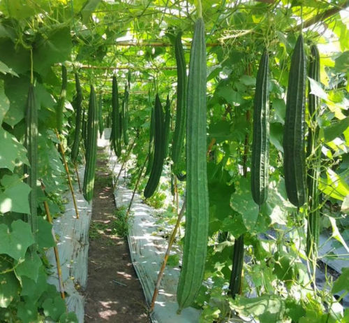 Luffa Seeds Ridged/Smooth Sponge Gourd Okra Angled Gourd Big Flesh Sigua Indian gallery