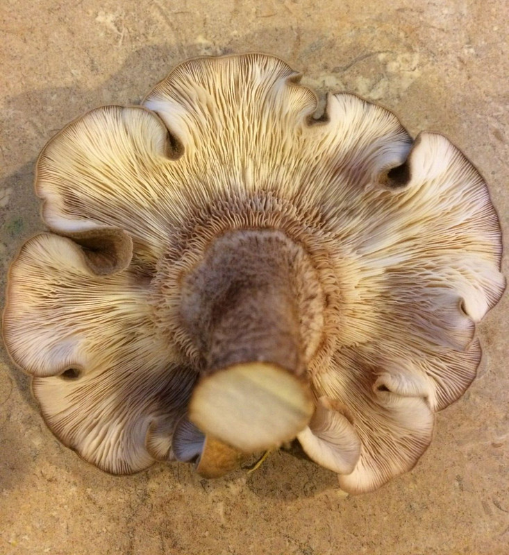 Shiitake Mushroom Plug Spawn 100x & drill bit/wax combo pack - FREE USA shipping gallery
