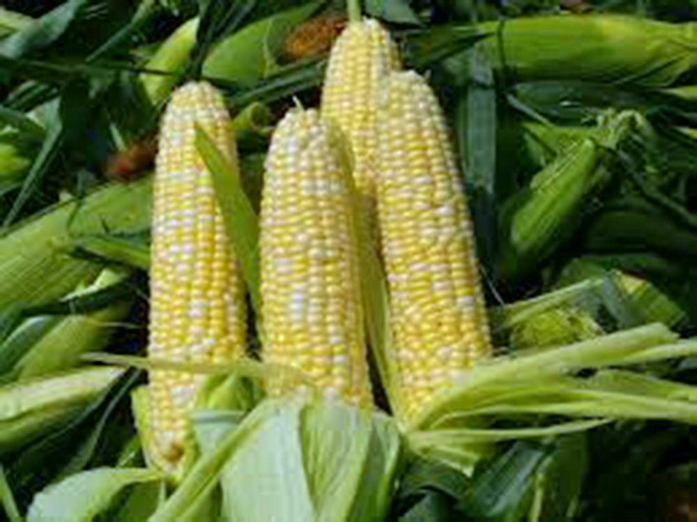 CORN, BI-COLOR, BUTTER N SUGAR , HEIRLOOM, NON GMO, 50+ SEEDS, gallery