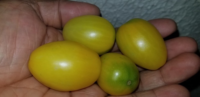 Micro Dwarf 'Rain Drop' Tomato Seeds (15) gallery