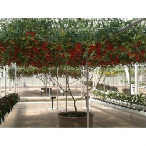 Italian Tree Tomato *RARE HEIRLOOM!!* SEEDS OF LIFE gallery
