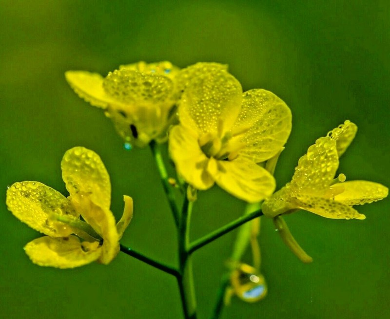 2000+ MUSTARD SEEDS SPRING MICROGREENS NON-GMO GARDEN PEST REPELLENT MEDICINAL gallery