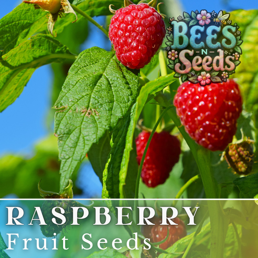 Zenith Raspberry Seeds 125, 300, 750 Seeds Fruit Seeds, Non GMO, Bulk Seeds gallery